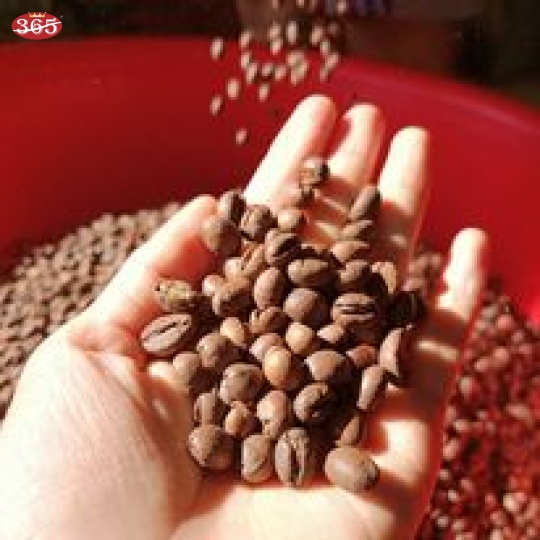 CÀ PHÊ 365 HẠT CULI ROBUSTA